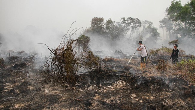 Karhutla 458 Hektare Melanda Kawasan IKN, BNPB Kerahkan Satgas Darat dan Water Bombing